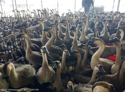 家禽之美 鹅群摄影的艺术