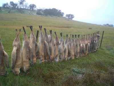 外国视角下的中国家禽美食文化 从日常美味到“惊呆”瞬间