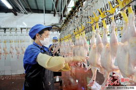 义乌龙头企业尽责任 养殖大户解忧愁 家禽产业稳步发展