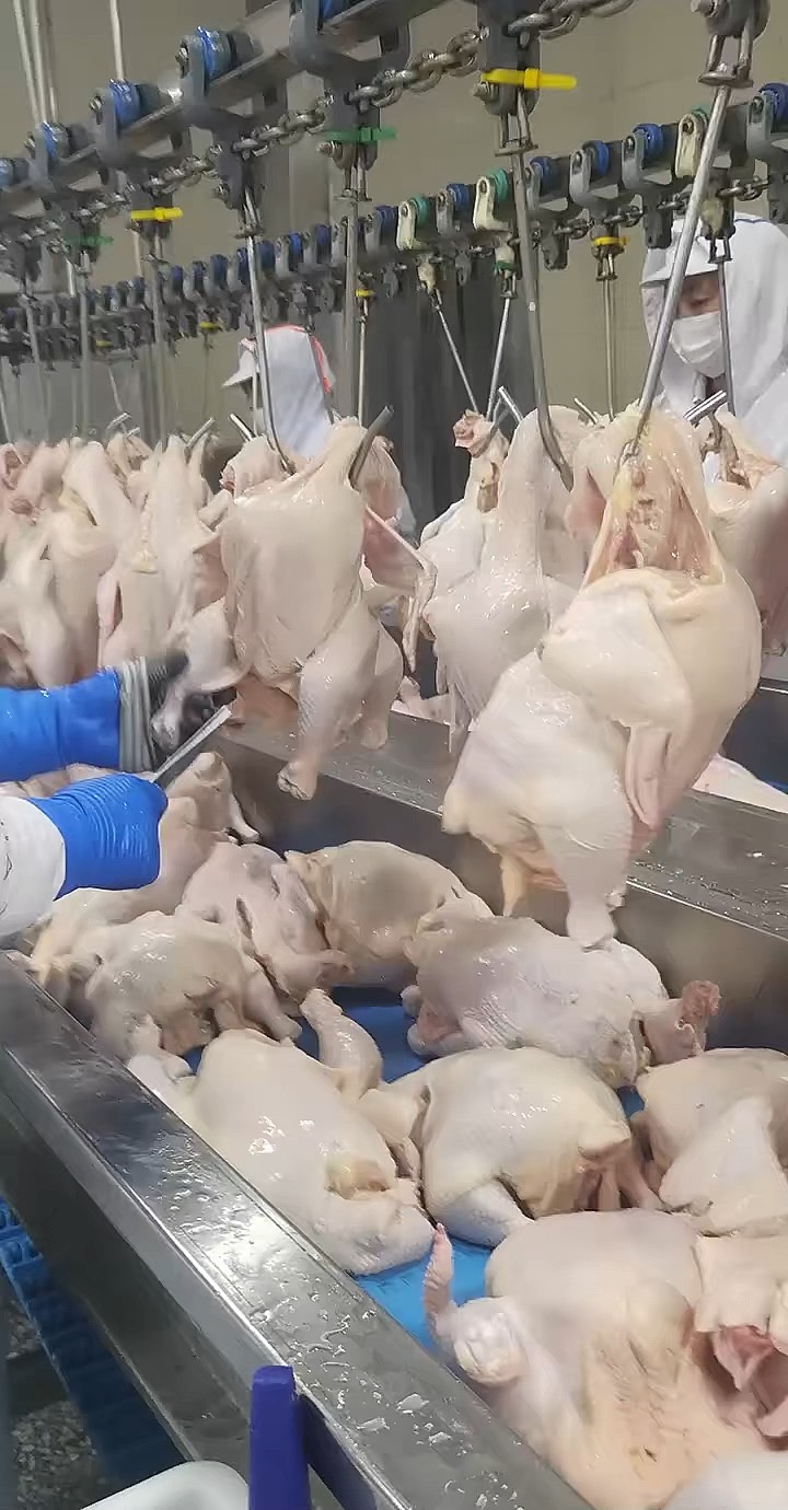 家禽养殖流水线 现代禽业的高效生产模式