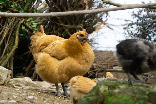 家禽氟中毒的病因、临床表现与防治措施