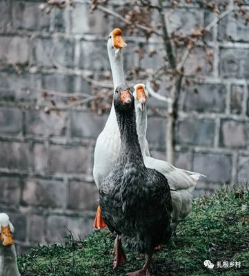 鹅的逆袭 从“无用”家禽到看家护院的农业功臣