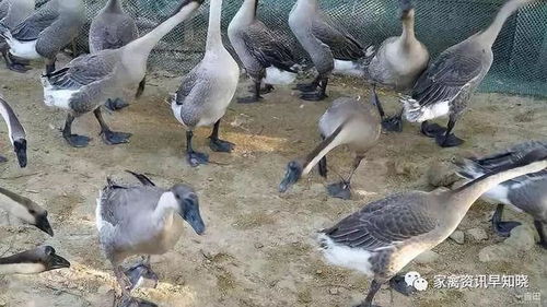 肥多宝 低成本高效益，家禽养殖增效新选择