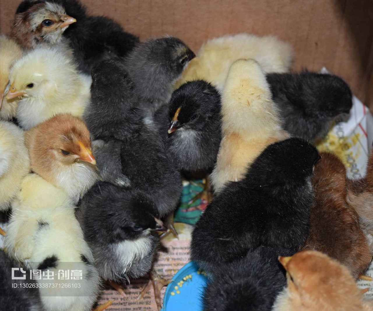 小鸡的成长之路 从家禽幼雏到农家伴侣