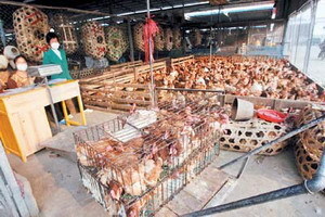 广州千万补贴收购积压家禽，稳产保供暖民心