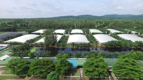 泰国禽肉工厂疫情暴发 245名工人感染引发产业与防疫双重考验