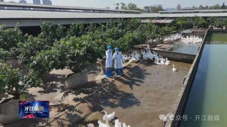 达州开江 发展家禽产业 赋能地方经济新篇章