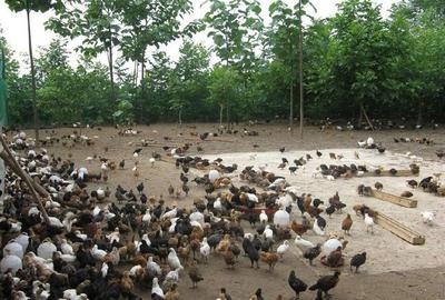 农村养殖家禽是否比打工更赚钱 全方位解析与对比