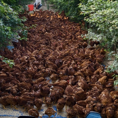 家禽的多样性与价值