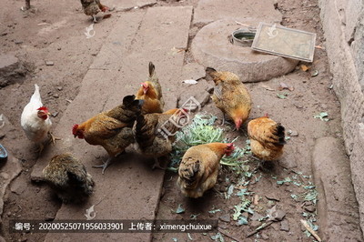 散养家禽 回归自然的健康之选