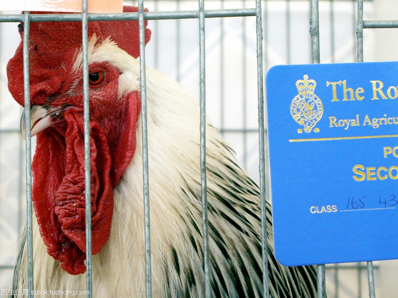 一个获奖的小公鸡